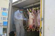 طرح تشدید نظارت های بهداشتی دامپزشکی بر ورود لاشه های گوشت گرم به شهرستان بندرعباس آغاز شد