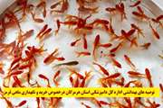 ده توصیه بهداشتی اداره کل دامپزشکی استان هرمزگان در خصوص خرید و نگهداری ماهی قرمز 