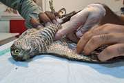 درمان یک بهله پرنده شکاری در دامپزشکی شهرستان بندرلنگه