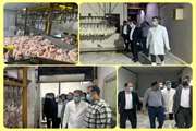 بازدید از کشتارگاه صنعتی طیور شهرستان بندرعباس به منظور رصد تنظیم بازار مرغ 