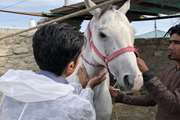 عملیات خونگیری و پایش بیماری مشمشه از اسب های نگهداری شده در جزیره قشم، توسط اداره دامپزشکی این شهرستان اجرا گردید 