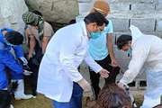 امداد دامپزشکی در مناطق سیل زده شهرستان جاسک