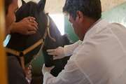 اجرای طرح پایش سرمی در جمعیت اسب استان هرمزگان