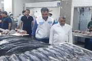 نظارت بر عرضه فراوره های خام دامی در بازار ماهی فروشان و تولید در کشتارگاه دام بندرعباس