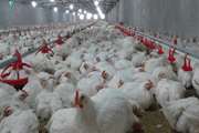 اقدامات پیشگیرانه آنفلوانزای فوق‌ حاد پرندگان در مرغداری‌های کشور