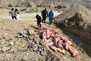 توقیف خودروی حامل 20 لاشه گوسفندی حاصل از کشتار غیرمجاز در شهرستان بندرخمیر