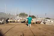 عملیات سمپاشی بدن و جایگاه دام جهت مبارزه با بیماری تب کریمه کنگو در روستاهای شهرستان خمیر
