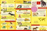 نشانه هاری در سگ 