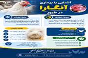 آشنایی با بیماری آنگارا در طیور 