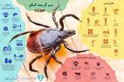 تب کریمه کنگو CCHF