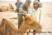 مبارزه علیه بیماریهای دامی در  هرمزگان