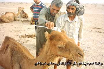مبارزه علیه بیماریهای دامی در  هرمزگان