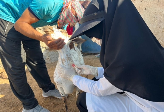 پایش بیماری  