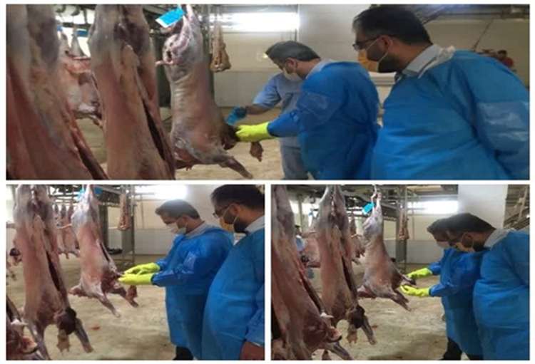در راستای نظارت مستمر بر اجرای دقیق دستورالعمل‌های بهداشتی و ارتقای سلامت عمومی، مدیرکل و رئیس نظارت بر بهداشت عمومی و موادغذایی اداره کل دامپزشکی استان هرمزگان همزمان با آغاز طرح تشدید نظارت بهداشتی دامپزشکی ویژه ایام پایانی سال 1404 و ایام نوروز 1405 و ماه مبارک رمضان از کشتارگاه صنعتی دام بندرعباس بازدید کردند.