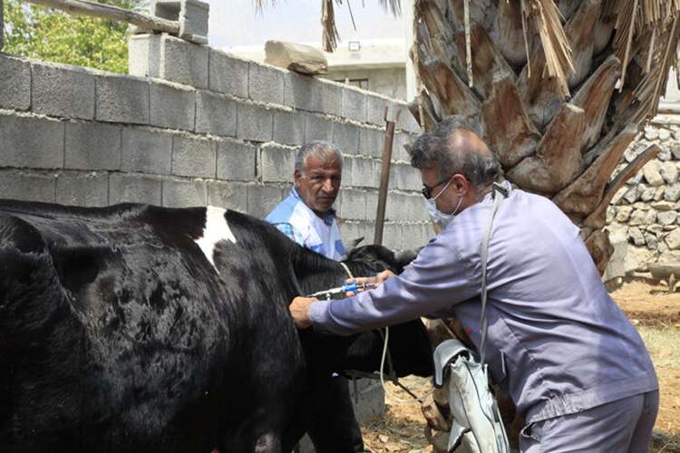 واکسیناسیون هگزاوالان؛ سپر تازه هرمزگان در برابر بیماری تب برفکی