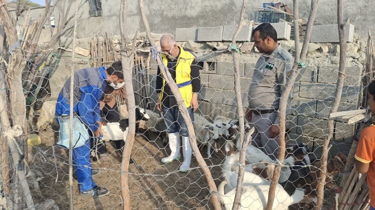 برگزاری اردوی جهادی طرح واکسیناسیون بره و بزغاله و گاو و گوساله با حضور رئیس بهداشت و مدیریت بیماریهای دامی اداره کل دامپزشکی  استان هرمزگان 