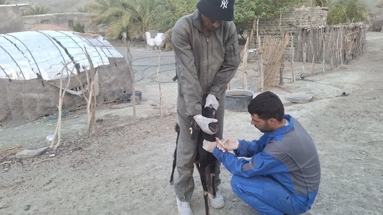 پایش بیماری بروسلوز در بیش از 1000 راس  دام سبک در شهرستان بشاگرد