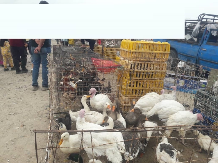 بازدید کارشناسان اداره دامپزشکی شهرستان بندرعباس از جمعه بازار ۲۲ بهمن