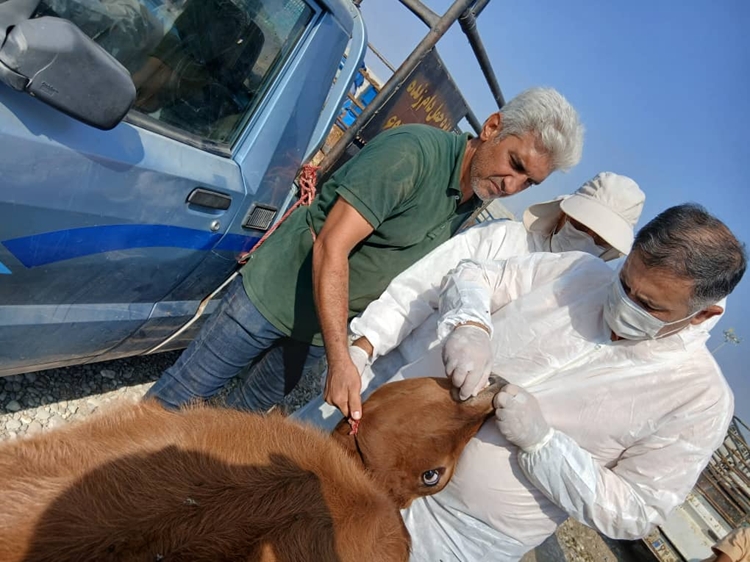 انجام عملیات واکسن تب برفکی و معاینات دام در بازار دام شهرستان میناب