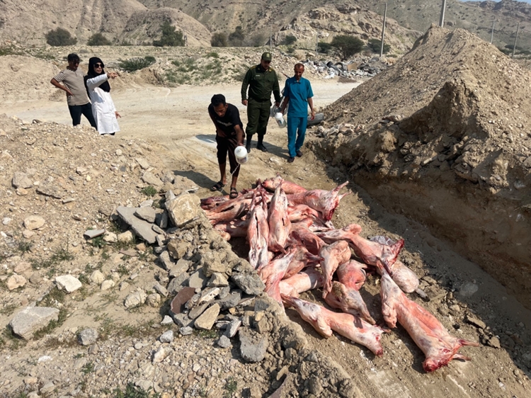 توقیف خودروی حامل 20 لاشه گوسفندی حاصل از کشتار غیرمجاز در شهرستان بندرخمیر