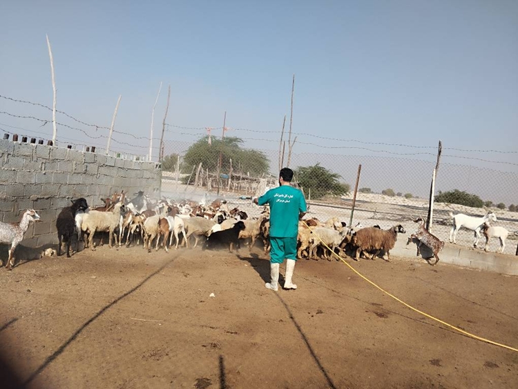 عملیات سمپاشی بدن و جایگاه دام جهت مبارزه با بیماری تب کریمه کنگو در روستاهای شهرستان خمیر
